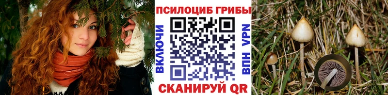 купить наркотик  мориарти как зайти  Галлюциногенные грибы мухоморы  Валдай 